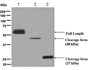 Western blot - Anti-CPN1 antibody [EPR6229] - BSA and Azide free (AB248031)