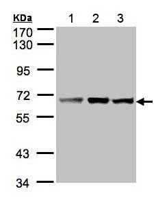 Western blot - Anti-CPNE1 antibody (AB155675)