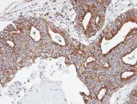 Immunohistochemistry (Formalin/PFA-fixed paraffin-embedded sections) - Anti-CPNE3 antibody (AB97919)