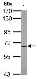 Western blot - Anti-CPNE3 antibody (AB97919)