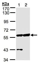 Western blot - Anti-CPNE3 antibody (AB97919)