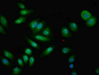 Immunocytochemistry/ Immunofluorescence - Anti-CPNE4 antibody (AB237627)