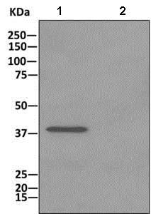 Immunoprecipitation - Anti-CPOX antibody [EPR11927(B)] (AB169766), expandable thumbnail