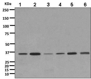 Western blot - Anti-CPOX antibody [EPR11927(B)] - BSA and Azide free (AB249513)