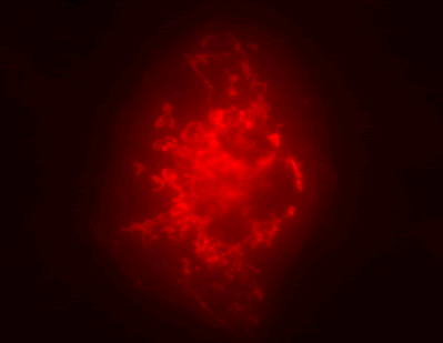 Immunocytochemistry/ Immunofluorescence - Anti-CPS1 antibody (AB3682)