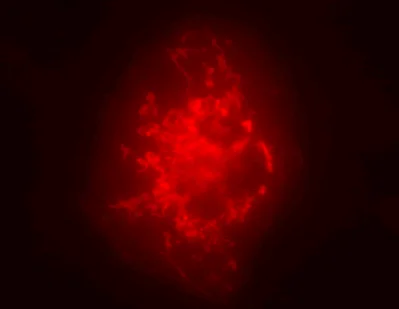 Immunocytochemistry/ Immunofluorescence - Anti-CPS1 antibody (AB3682)