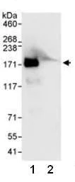 Immunoprecipitation - Anti-CPSF1 antibody (AB81552)
