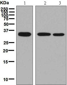 Western blot - Anti-CPSF30/NAR antibody [EPR7433] - BSA and Azide free (AB248378)