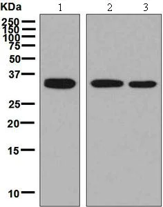 Western blot - Anti-CPSF30/NAR antibody [EPR7433] - BSA and Azide free (AB248378)