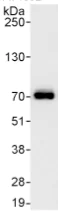 Immunoprecipitation - Anti-CPSF6 antibody (AB99347)