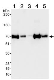 Western blot - Anti-CPSF6 antibody (AB99347)