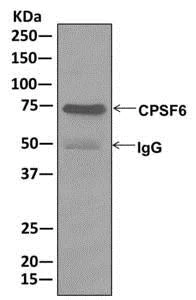 Immunoprecipitation - Anti-CPSF6 antibody [EPR12898] (AB175237)