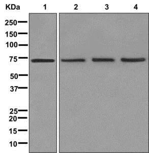 Western blot - Anti-CPSF6 antibody [EPR12898] (AB175237)