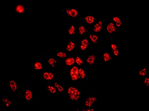 Immunocytochemistry/ Immunofluorescence - Anti-CPSF6 antibody [EPR12898] - BSA and Azide free (AB238933)