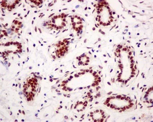 Immunohistochemistry (Formalin/PFA-fixed paraffin-embedded sections) - Anti-CPSF6 antibody [EPR12898] - BSA and Azide free (AB238933)