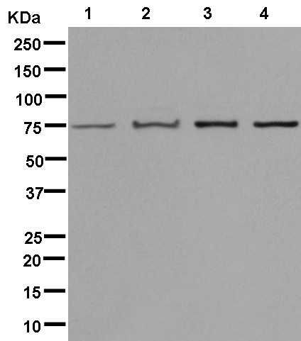 Western blot - Anti-CPSF6 antibody [EPR12899] (AB181221), expandable thumbnail