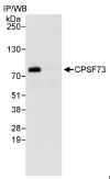 Immunoprecipitation - Anti-CPSF73 antibody (AB72295)