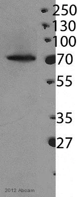 Western blot - Anti-CPSF73 antibody [EPR7468] (AB131245)
