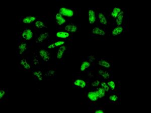Immunocytochemistry/ Immunofluorescence - Anti-CPSF73 antibody [EPR7468] - BSA and Azide free (AB248388), expandable thumbnail