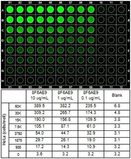 In-Cell ELISA - Anti-CPT1A antibody [8F6AE9] (AB128568)