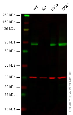 Western blot - Anti-CPT1A antibody [8F6AE9] (AB128568)