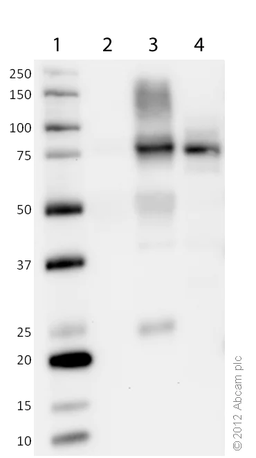Western blot - Anti-CPT1A antibody [8F6AE9] (AB128568)