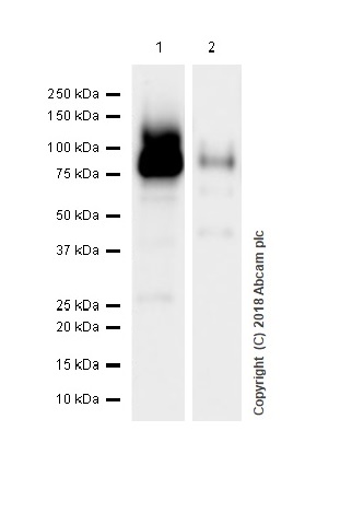 Western blot - Anti-CPT1A antibody [EPR21843-71-1C] (ab220789), expandable thumbnail