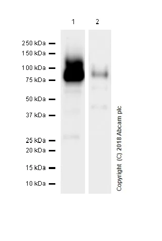 Western blot - Anti-CPT1A antibody [EPR21843-71-1C] (AB220789)