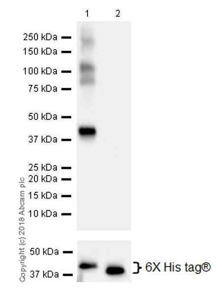 Western blot - Anti-CPT1A antibody [EPR21843-71-1C] (ab220789), expandable thumbnail