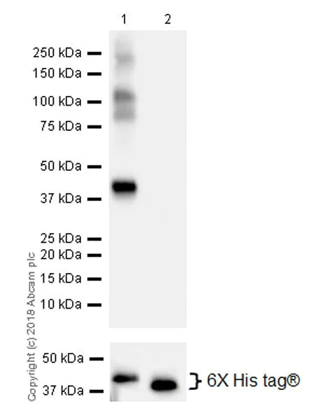 Western blot - Anti-CPT1A antibody [EPR21843-71-1C] (AB220789)