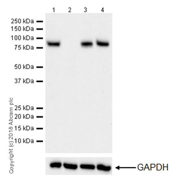Western blot - Anti-CPT1A antibody [EPR21843-71-1C] (AB220789), expandable thumbnail