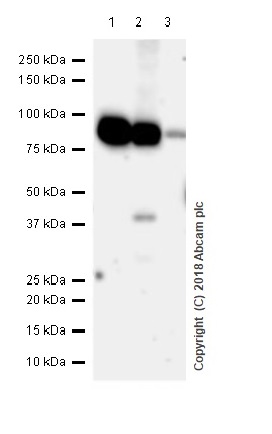 Western blot - Anti-CPT1A antibody [EPR21843-71-1C] - BSA and Azide free (ab234906), expandable thumbnail