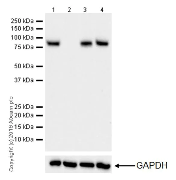 Western blot - Anti-CPT1A antibody [EPR21843-71-1C] - BSA and Azide free (AB234906)