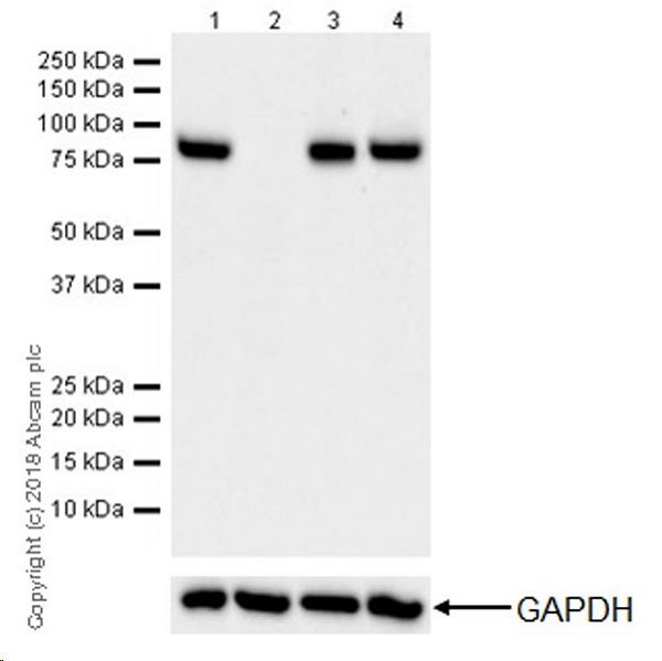 Western blot - Anti-CPT1A antibody [EPR21843-71-2F] (ab234111), expandable thumbnail