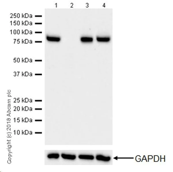 Western blot - Anti-CPT1A antibody [EPR21843-71-2F] (AB234111)