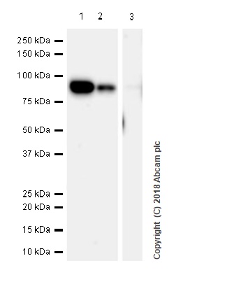 Western blot - Anti-CPT1A antibody [EPR21843-71-2F] (ab234111), expandable thumbnail
