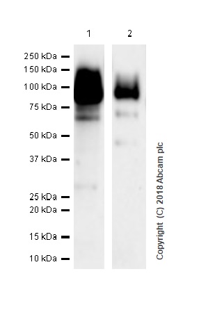 Western blot - Anti-CPT1A antibody [EPR21843-71-2F] (ab234111), expandable thumbnail