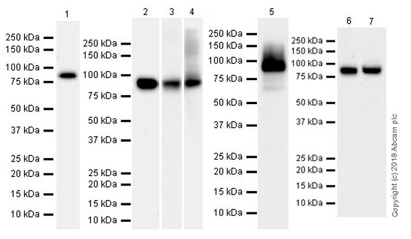 Western blot - Anti-CPT1A antibody [EPR21843-71-2F] (AB234111), expandable thumbnail
