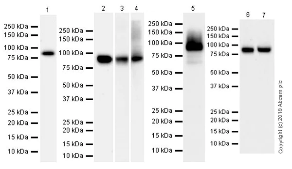 Western blot - Anti-CPT1A antibody [EPR21843-71-2F] (AB234111)