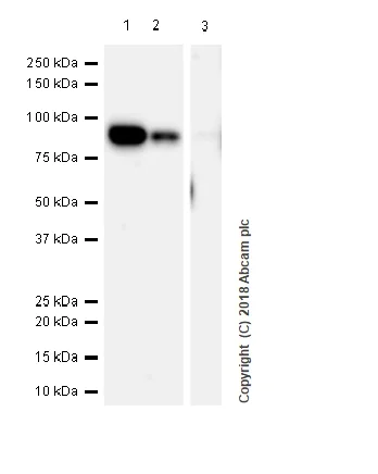 Western blot - Anti-CPT1A antibody [EPR21843-71-2F] - BSA and Azide free (AB235841)