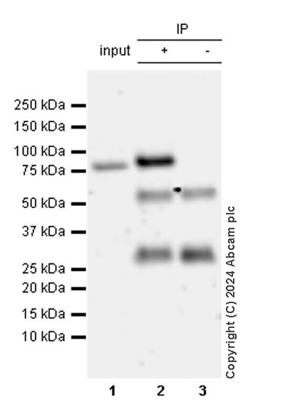 Immunoprecipitation - Anti-Cpt1c/CPT1-B antibody [EPR28434-111] - BSA and Azide free (AB316934)