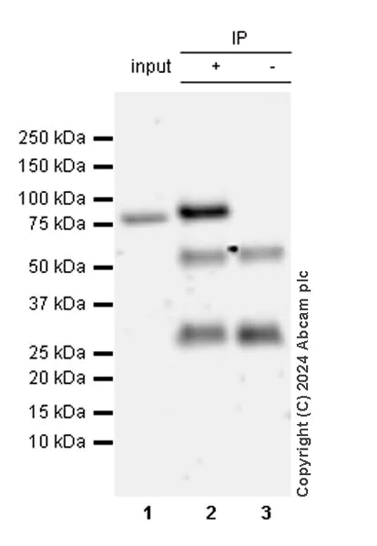 Immunoprecipitation - Anti-Cpt1c/CPT1-B antibody [EPR28434-111] - BSA and Azide free (AB316934)