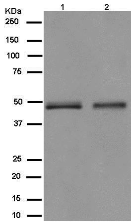 Western blot - Anti-CPVL antibody [EPR13153] - BSA and Azide free (AB250156), expandable thumbnail