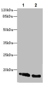 Western blot - Anti-CRABP1 antibody (AB235838)