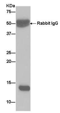 Immunoprecipitation - Anti-CRABP1 antibody [EPR7905] (AB182573)