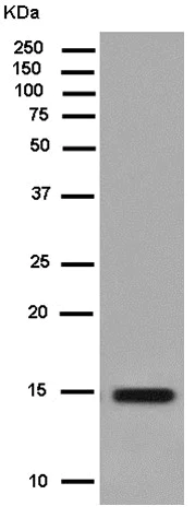 Western blot - Anti-CRABP1 antibody [EPR7905] - BSA and Azide free (AB250626)
