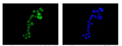 Immunocytochemistry/ Immunofluorescence - Anti-CRABP2 antibody [EPR14255] - BSA and Azide free (AB250645)