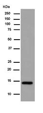 Western blot - Anti-CRABP2 antibody [EPR14255] - BSA and Azide free (AB250645)
