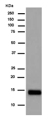 Western blot - Anti-CRABP2 antibody [EPR14255] - BSA and Azide free (AB250645)