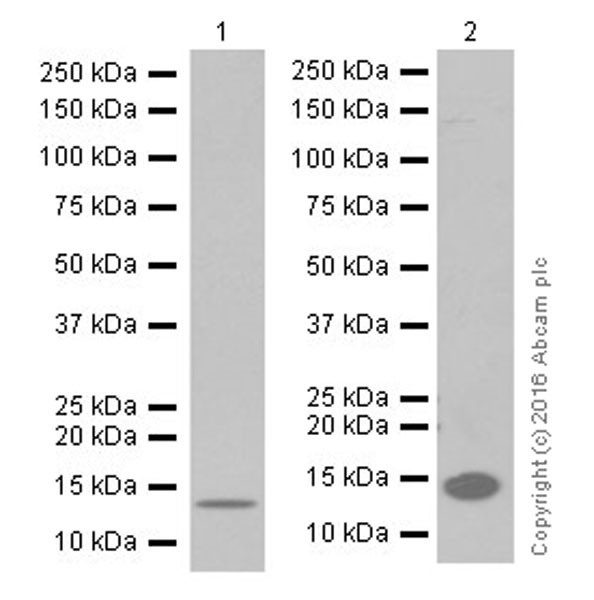 Western blot - Anti-CRABP2 antibody [EPR17376] (AB211927)